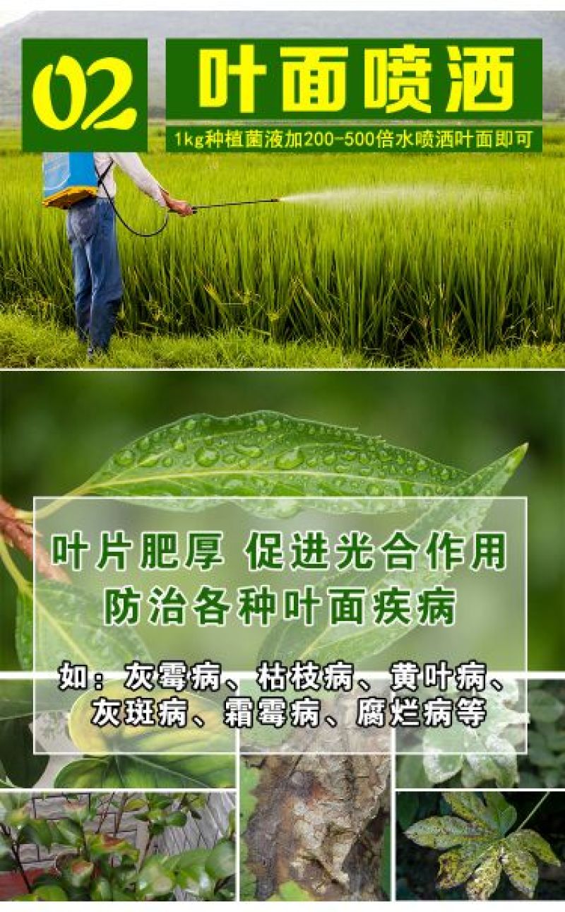 种植菌种em益生菌果树堆肥专用发酵剂叶面喷洒防病调理土壤