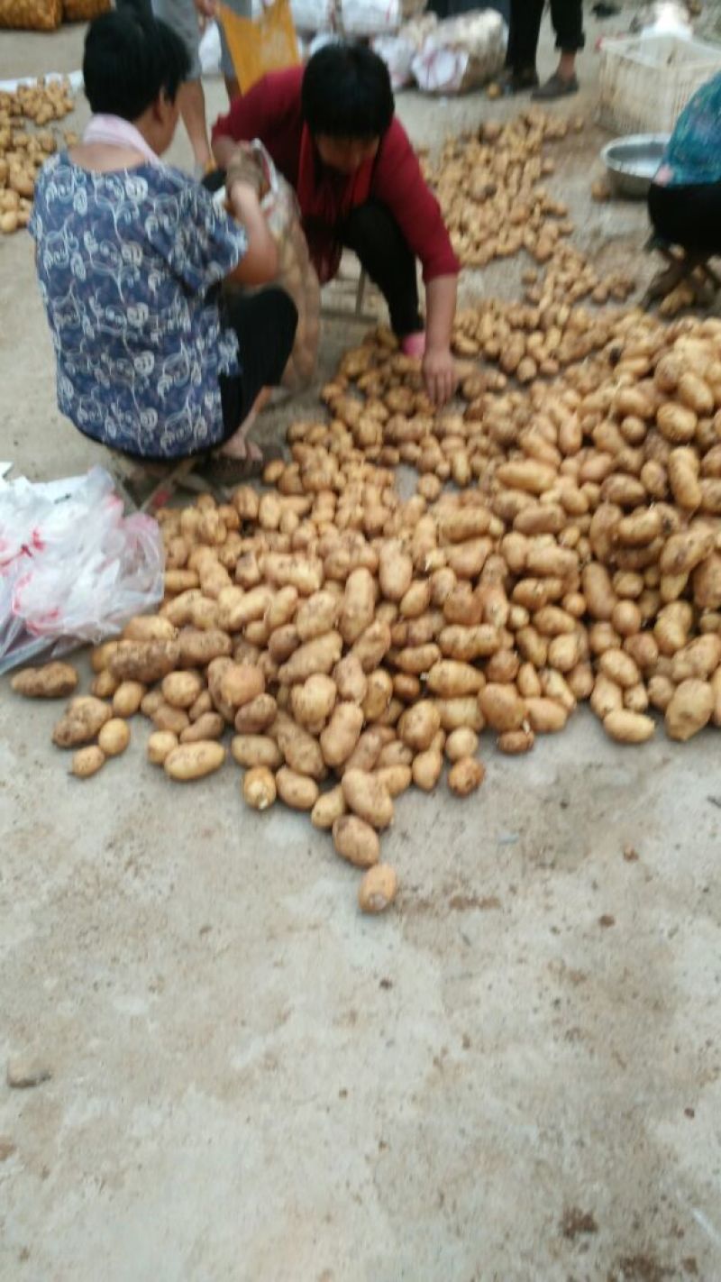 常年供应荷兰15土豆农户家里货