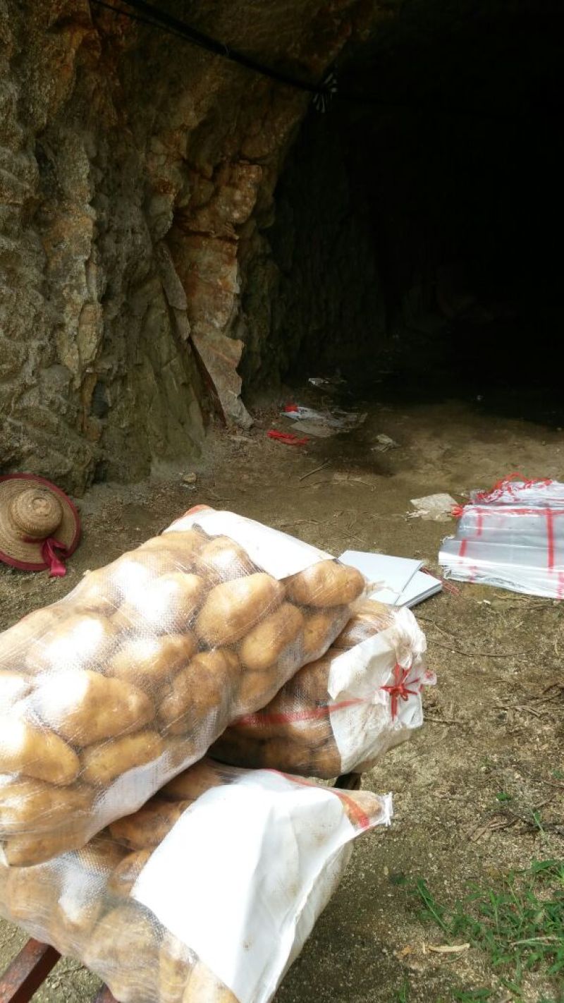 常年供应荷兰15土豆农户家里货