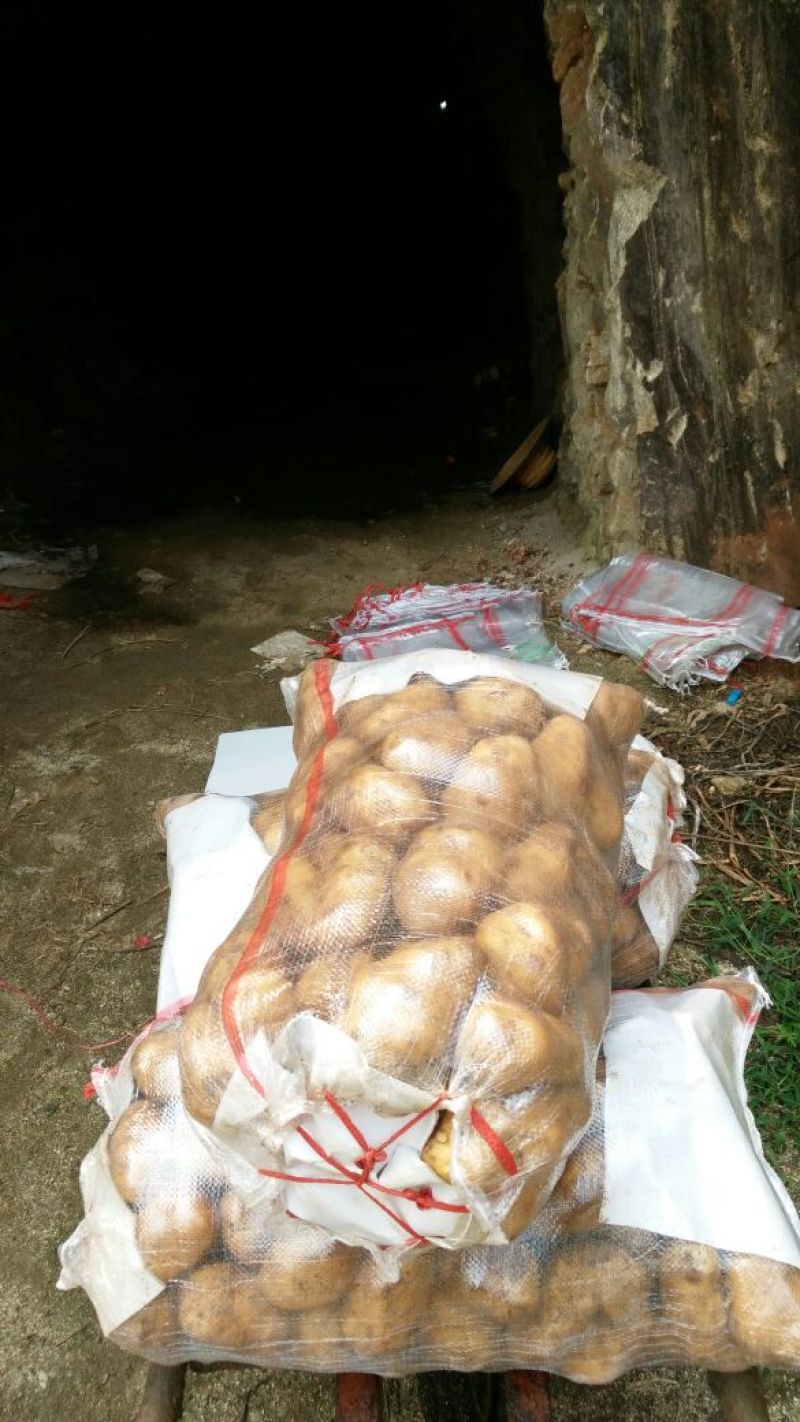 常年供应荷兰15土豆农户家里货