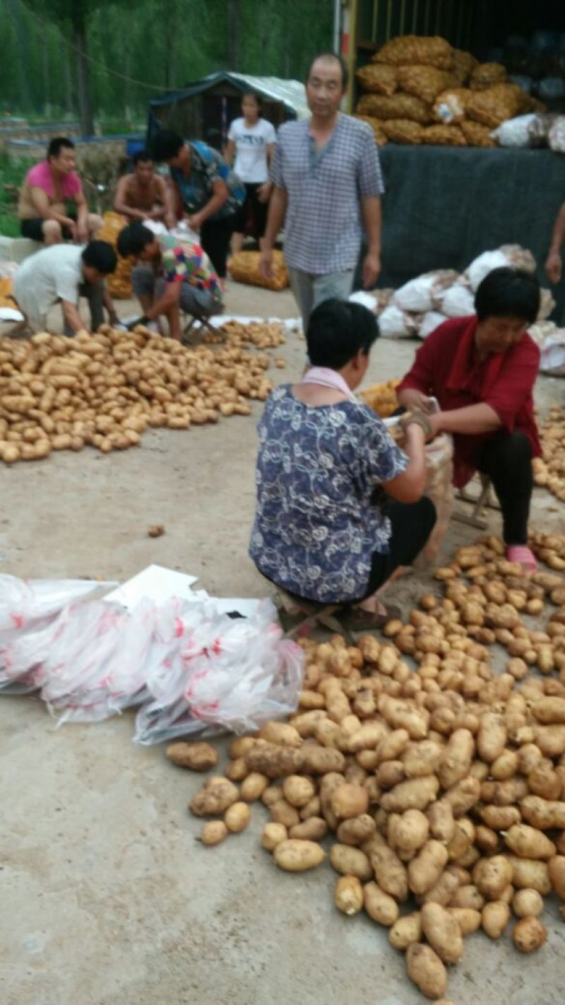 常年供应荷兰15土豆农户家里货