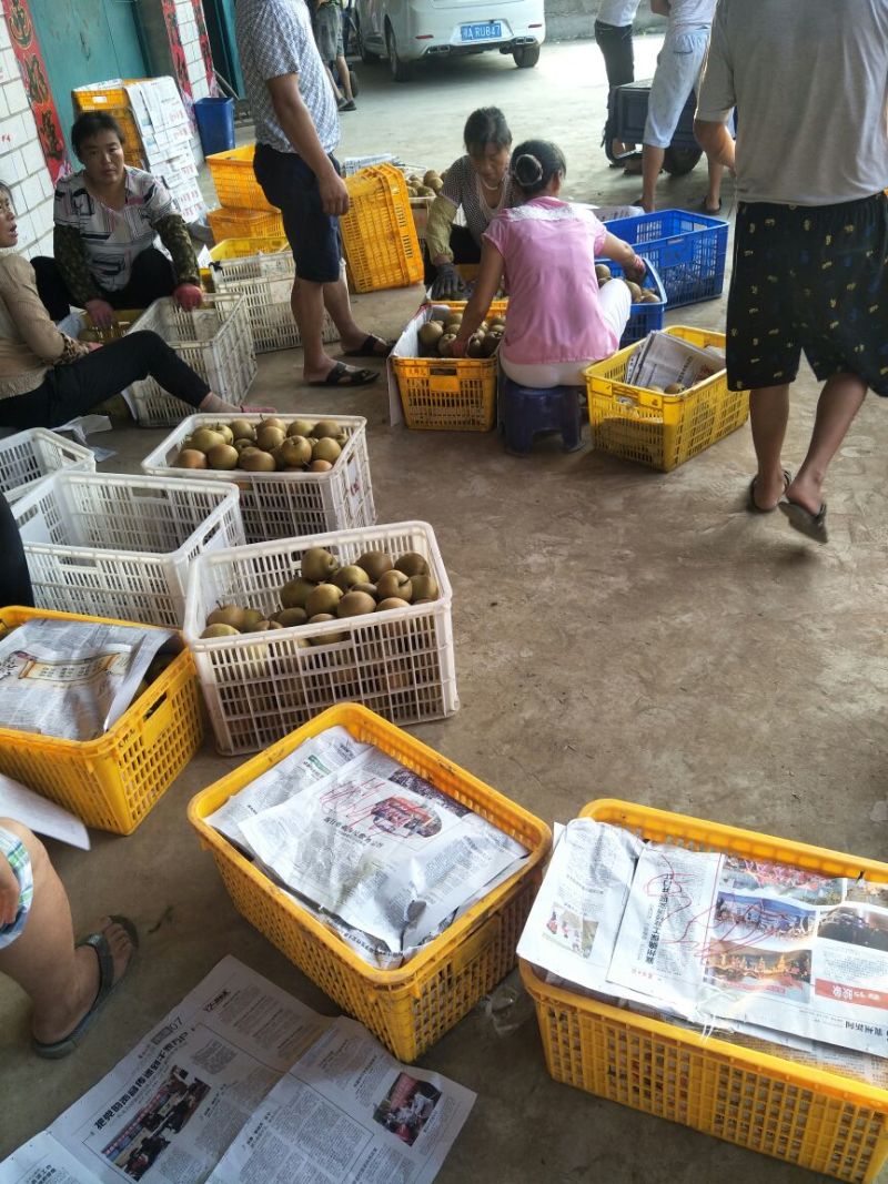 湖北宜城黄花梨视频看货支持线上交易