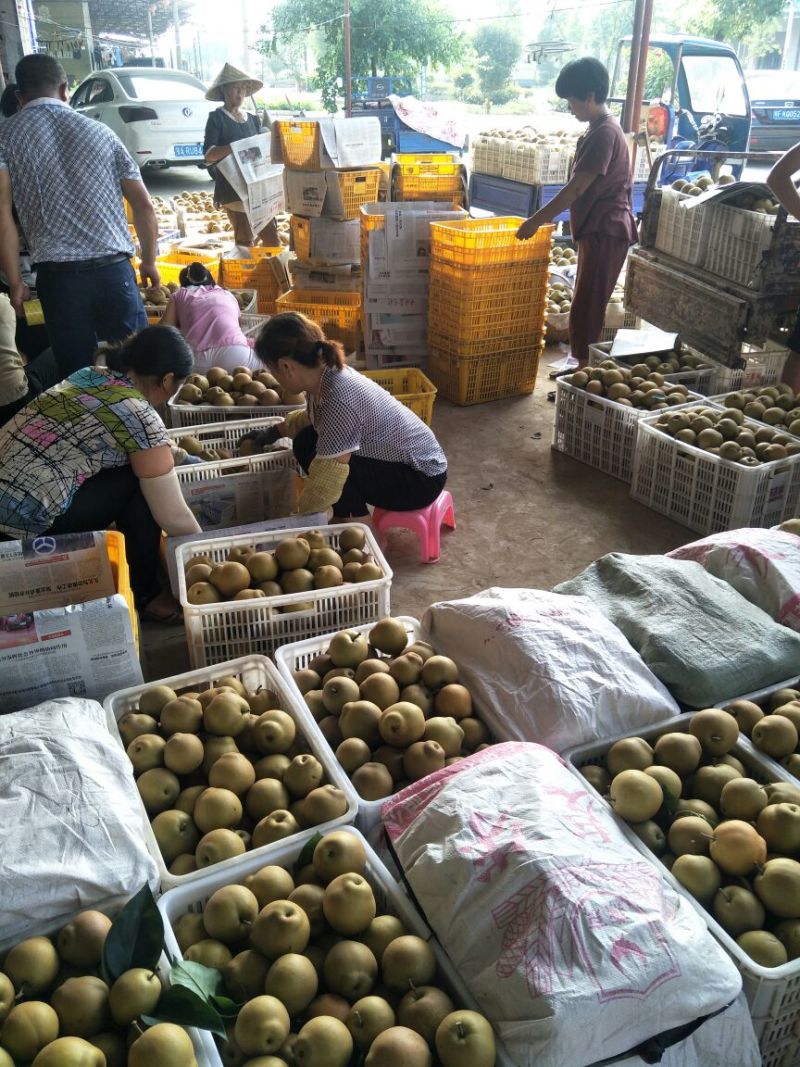 湖北宜城黄花梨视频看货支持线上交易