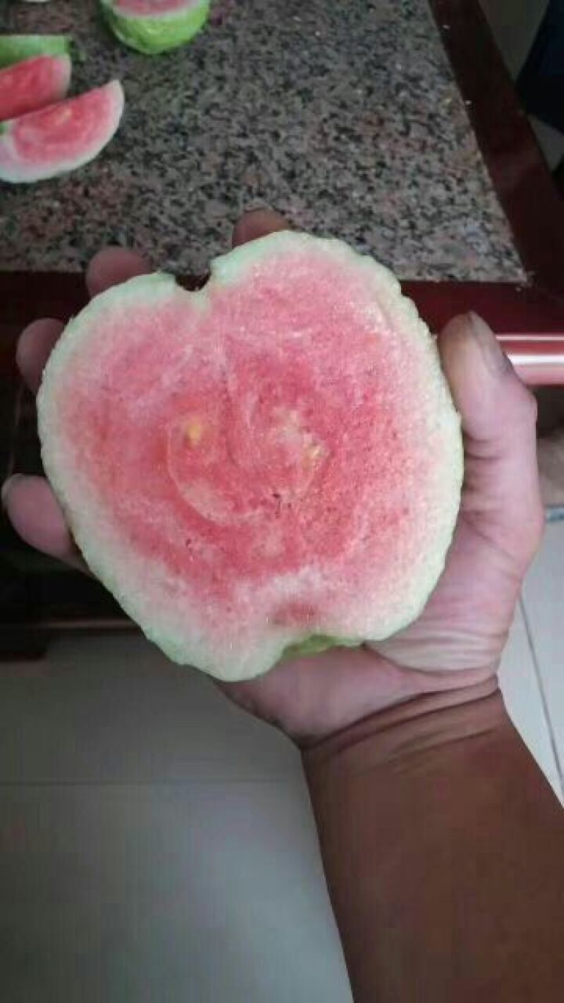 红宝石芭乐苗(1棵起包邮)
