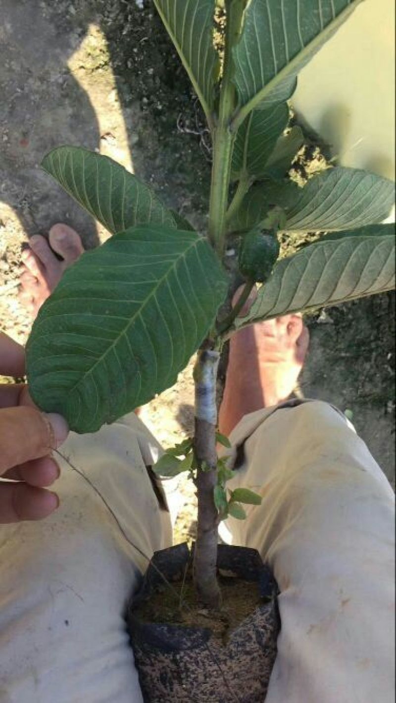 红宝石芭乐苗(1棵起包邮)