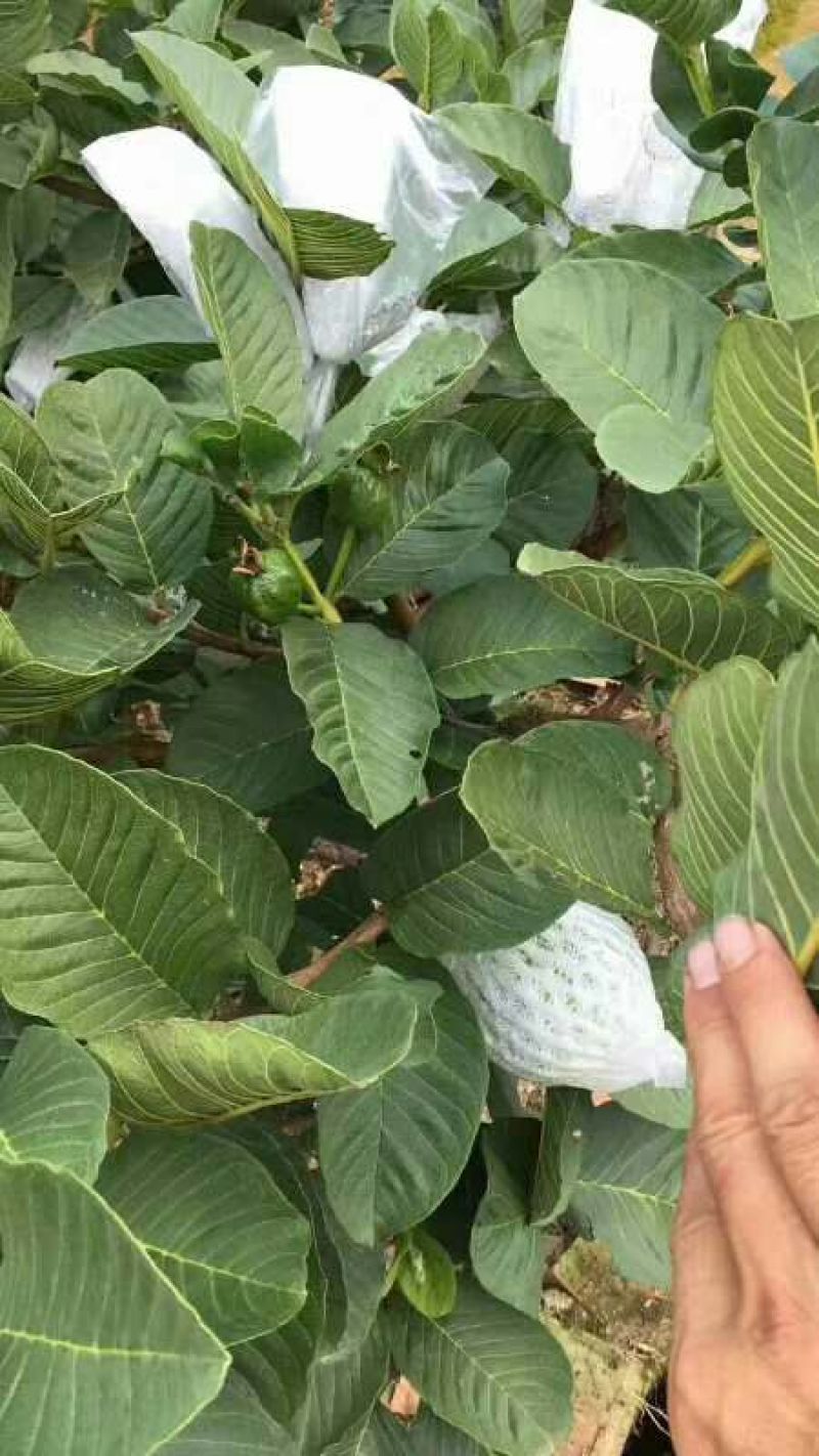 红宝石芭乐苗(1棵起包邮)