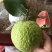 红宝石芭乐苗(1棵起包邮)