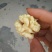 青皮核桃