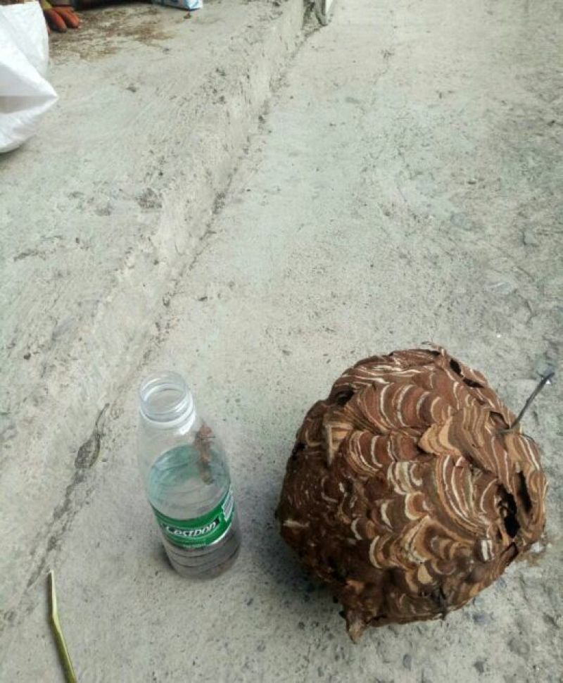 马蜂