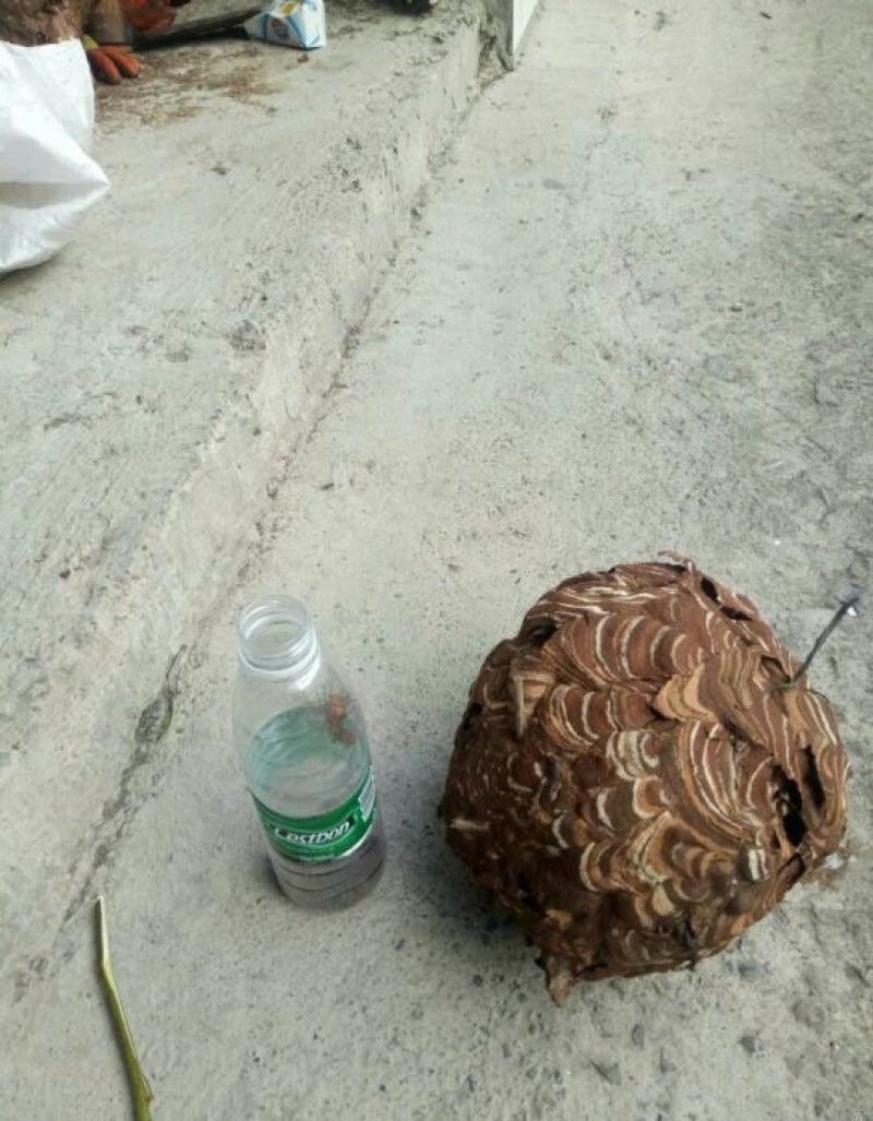 马蜂