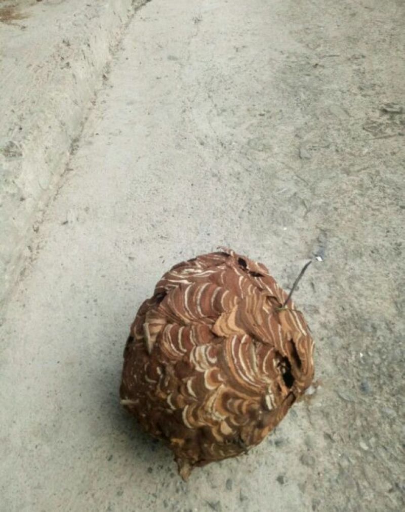 马蜂