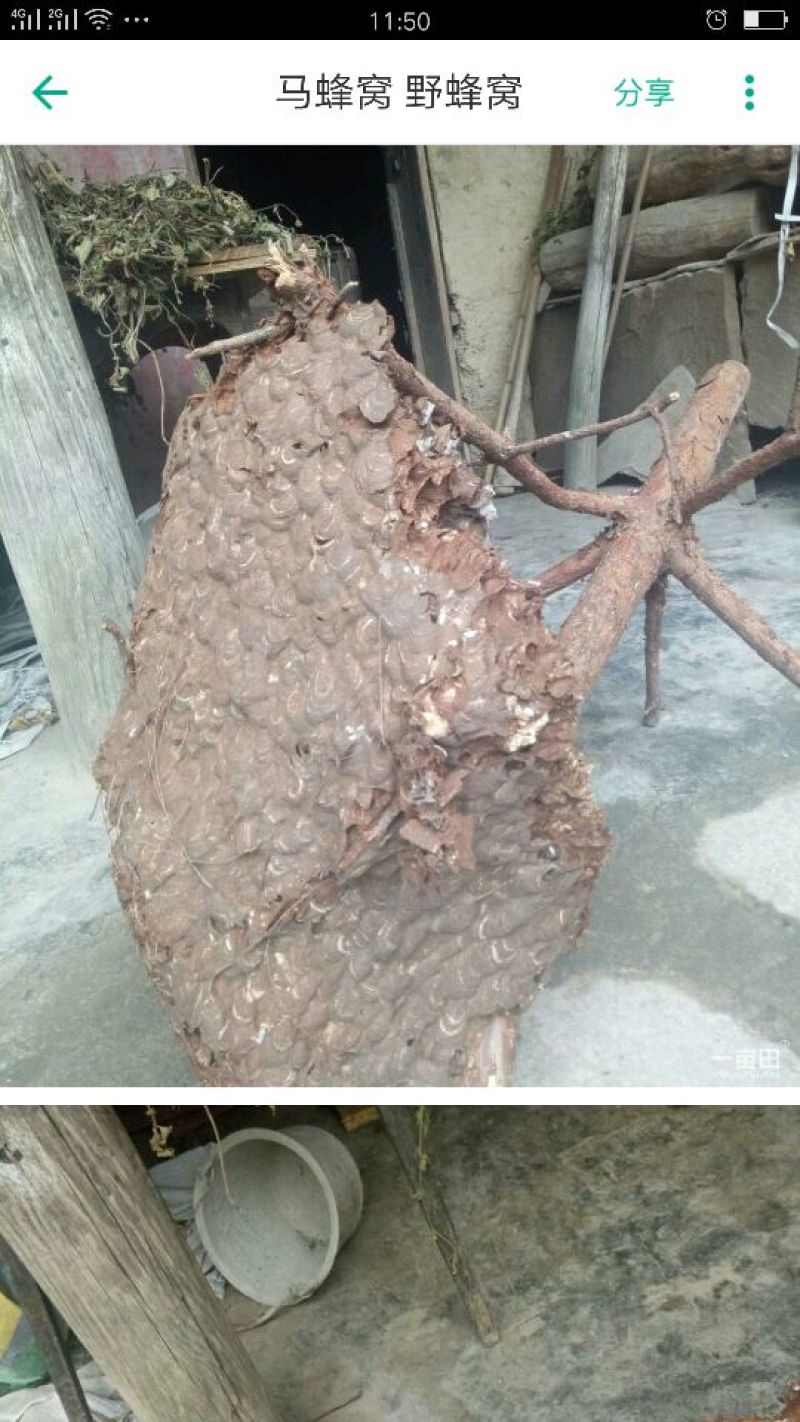 马蜂
