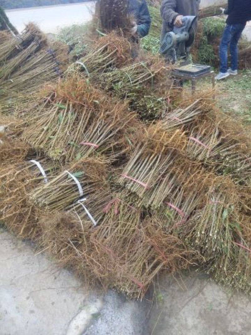 桃树桃树苗占地桃树占地桃树苗各种占地果树大量供应