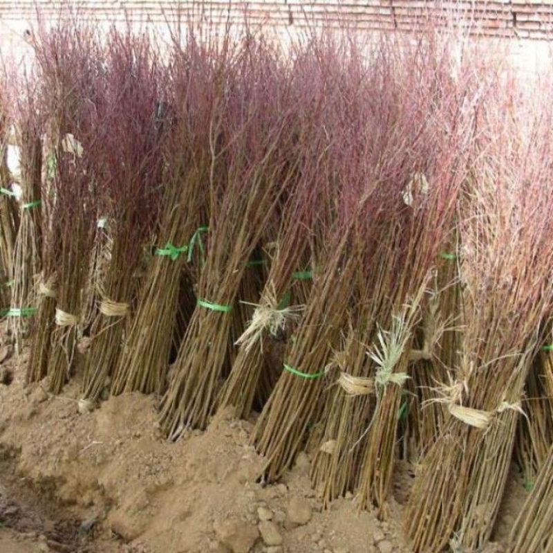 桃树桃树苗占地桃树占地桃树苗各种占地果树大量供应
