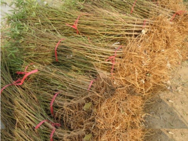 桃树桃树苗占地桃树占地桃树苗各种占地果树大量供应