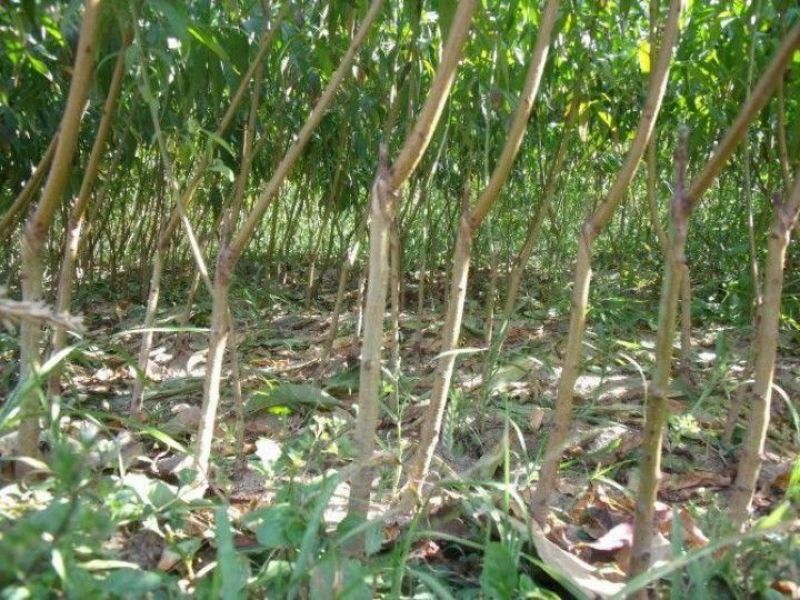桃树桃树苗占地桃树占地桃树苗各种占地果树大量供应