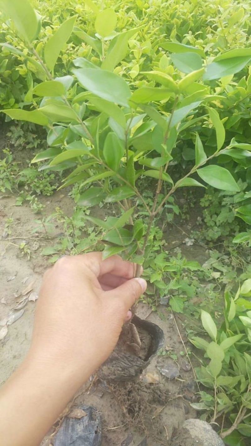供应金森女贞大杯苗金森女贞小杯苗金森女贞球量大