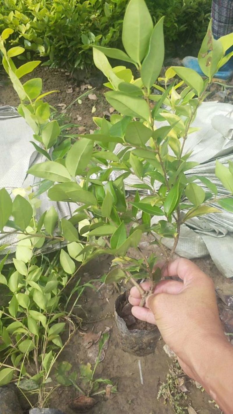 供应金森女贞大杯苗金森女贞小杯苗金森女贞球量大