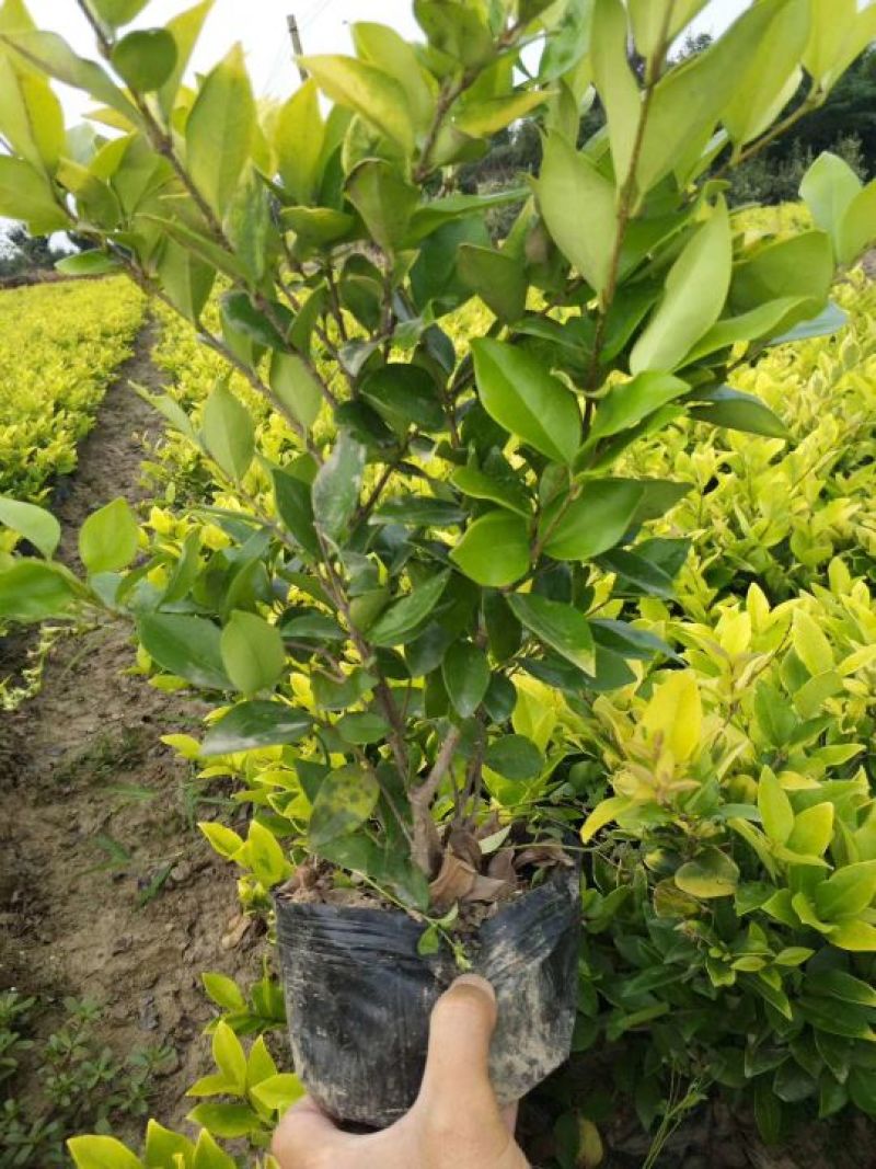 供应金森女贞大杯苗金森女贞小杯苗金森女贞球量大