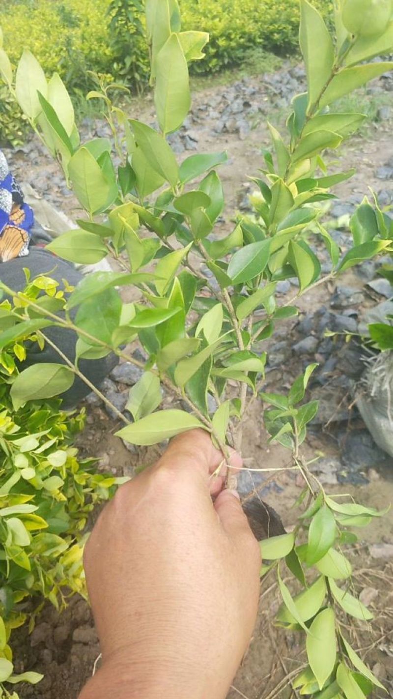 供应金森女贞大杯苗金森女贞小杯苗金森女贞球量大