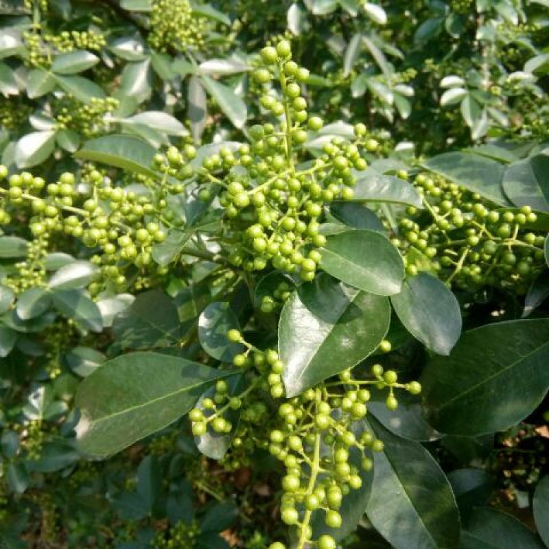 九叶青花椒苗，天知椒花椒苗
