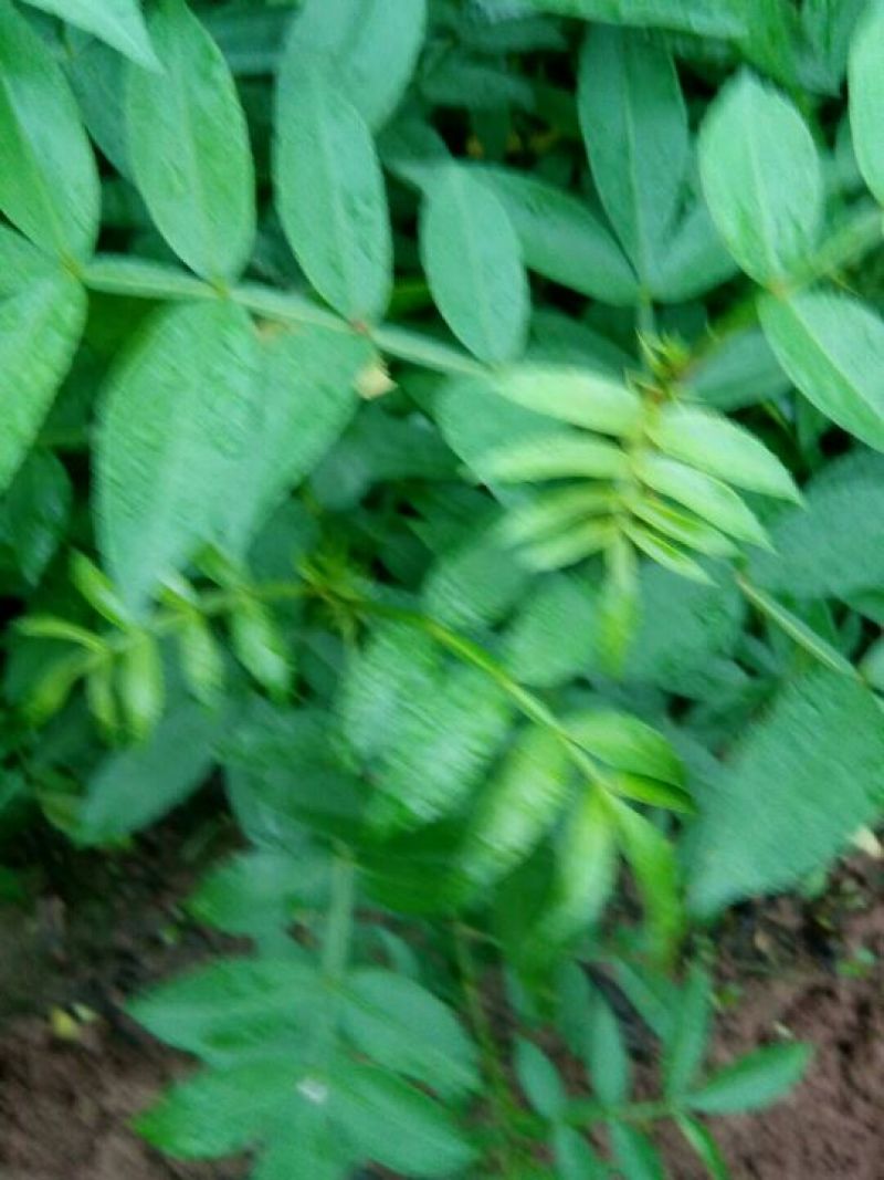 九叶青花椒苗，天知椒花椒苗