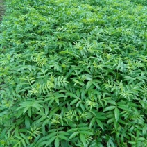 九叶青花椒苗，天知椒花椒苗