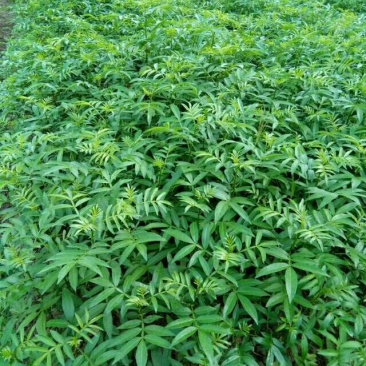 九叶青花椒苗，天知椒花椒苗