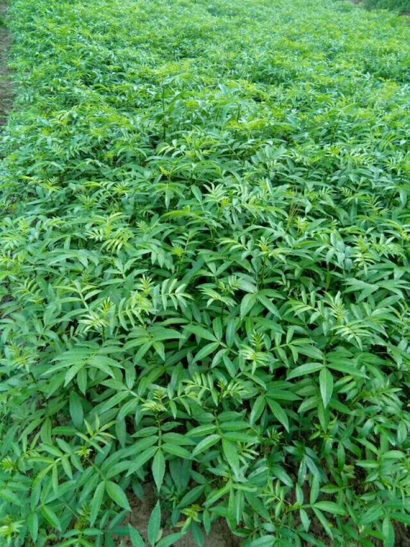 九叶青花椒苗，天知椒花椒苗