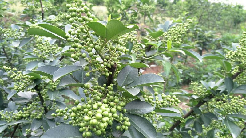 九叶青花椒苗，天知椒花椒苗