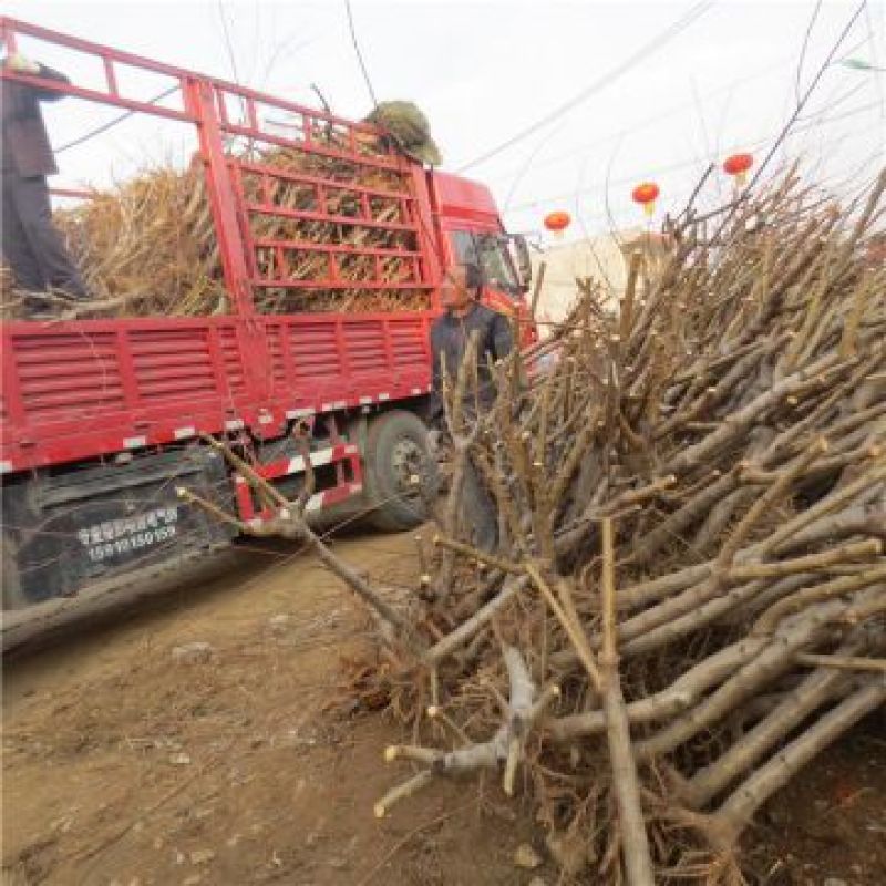 桃树桃树苗占地桃树占地桃树苗各种占地果树大量供应