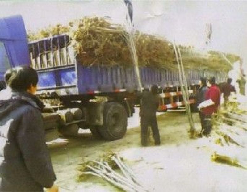 桃树桃树苗占地桃树占地桃树苗各种占地果树大量供应