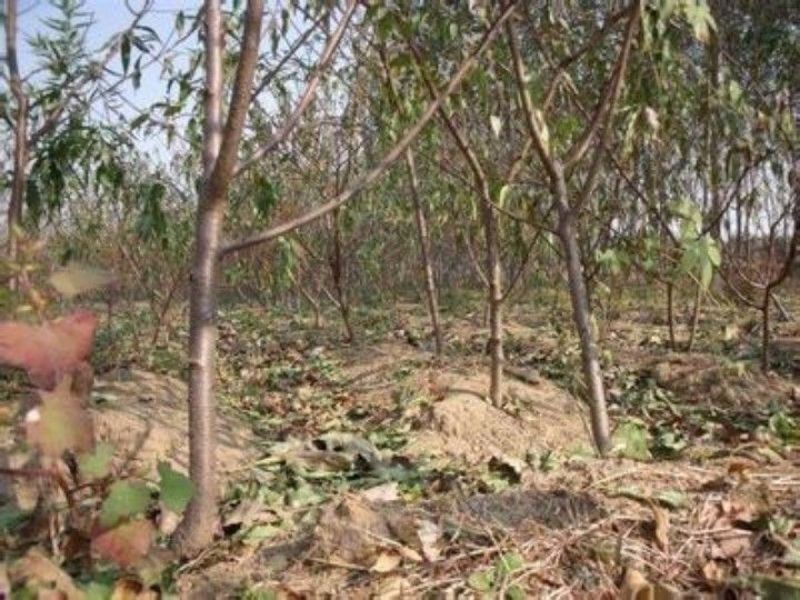 桃树桃树苗占地桃树占地桃树苗各种占地果树大量供应
