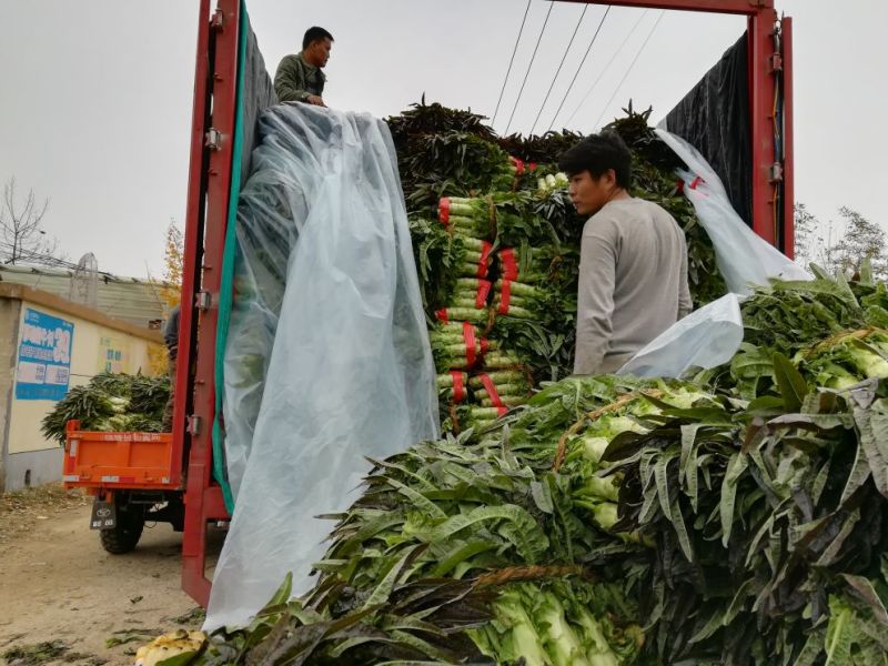 精品尖叶莴笋红叶莴笋莴苣大量供应可视频看货欢迎来电