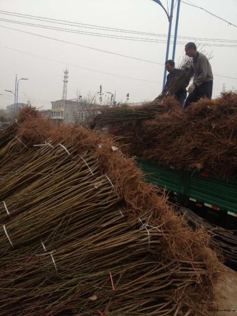 桃树桃树苗占地桃树占地桃树苗各种占地果树大量供应