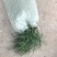 麦冬草沿阶草