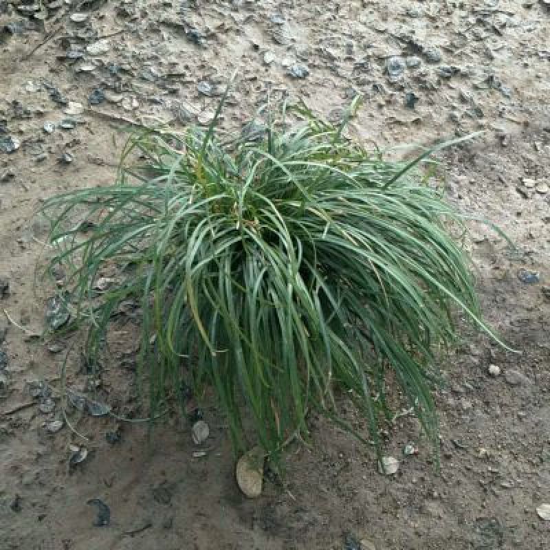 麦冬草沿阶草