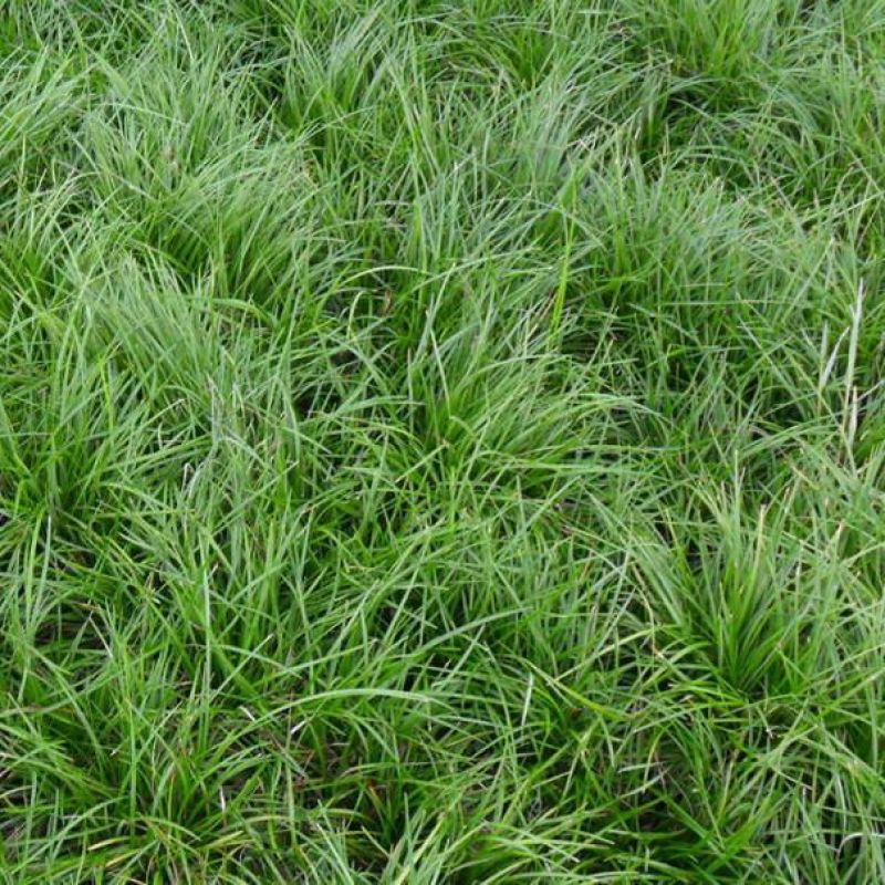 麦冬草沿阶草