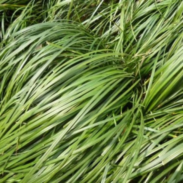 麦冬草沿阶草
