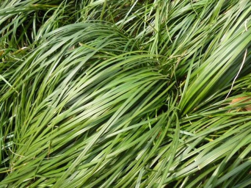 麦冬草沿阶草