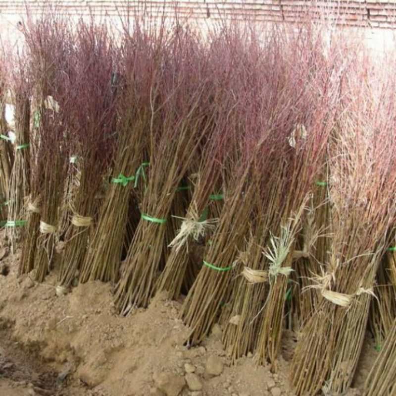 桃树桃树苗占地桃树占地桃树苗各种占地果树大量供应