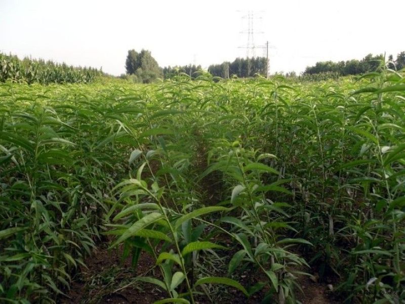 桃树桃树苗占地桃树占地桃树苗各种占地果树大量供应