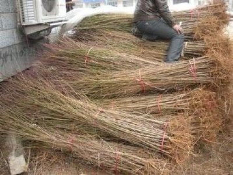 桃树桃树苗占地桃树占地桃树苗各种占地果树大量供应