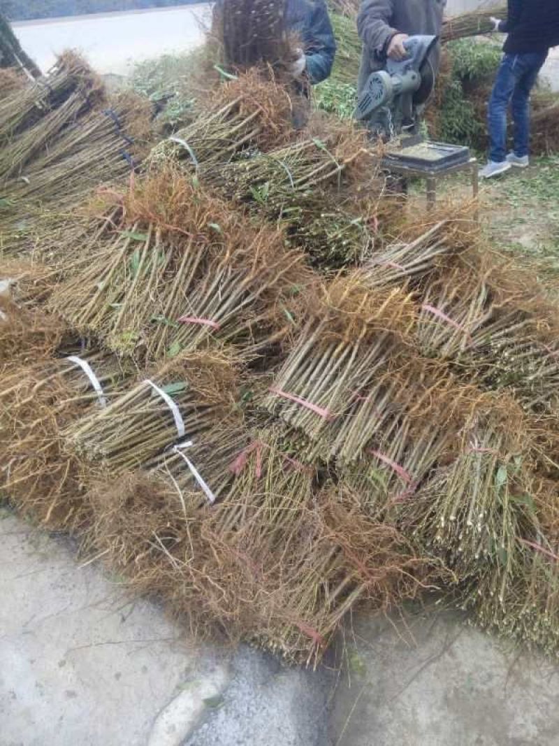 桃树桃树苗占地桃树占地桃树苗各种占地果树大量供应