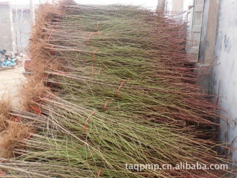 桃树桃树苗占地桃树占地桃树苗各种占地果树大量供应