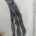 福建海带（挂菜）