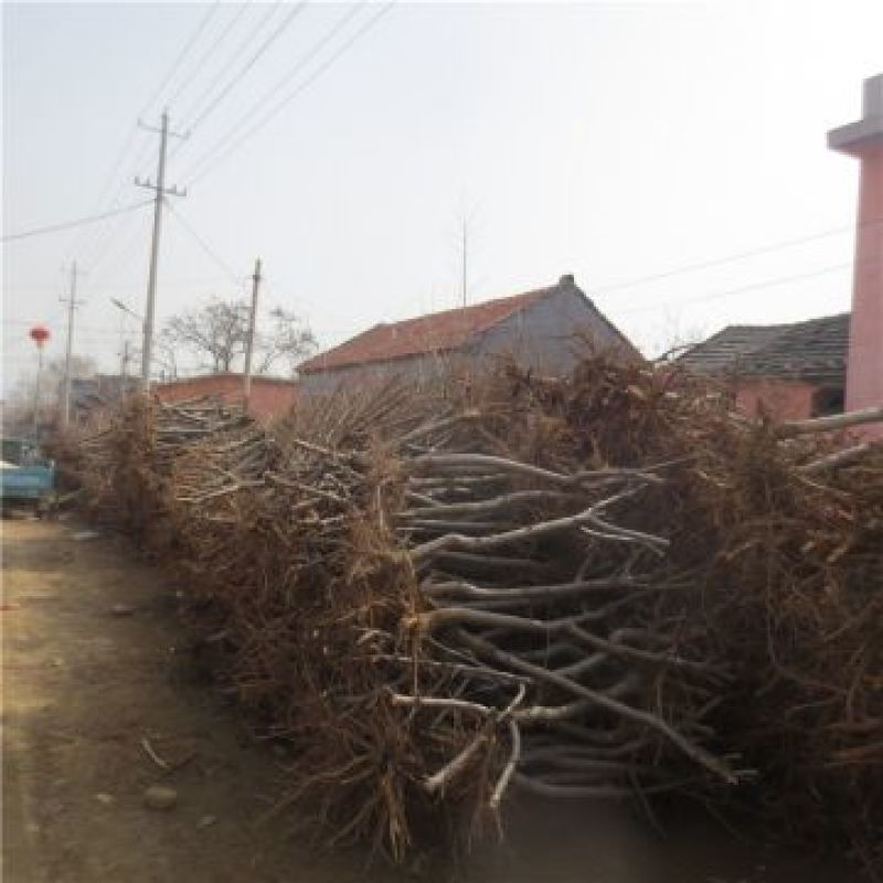 桃树桃树苗占地桃树占地桃树苗各种占地果树大量供应