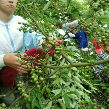 山苍子