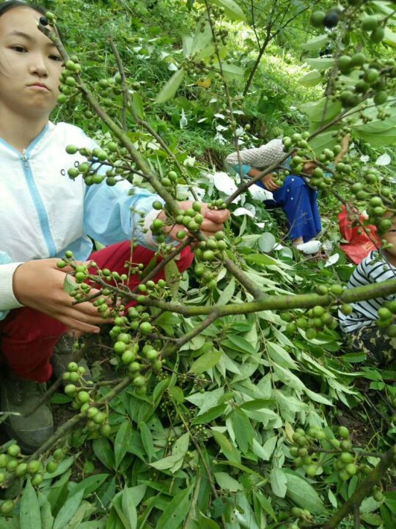 山苍子
