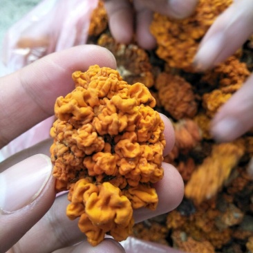 金耳陕西金耳量大原产地销售详谈